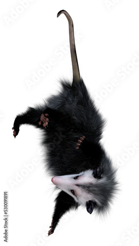 3D Rendering Opossum Animal on White photo