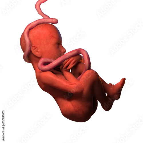 Human fetus, transparent background, 3D render Fototapet