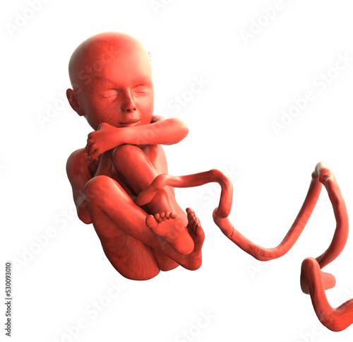 Canvastavla Human fetus, transparent background, 3D render