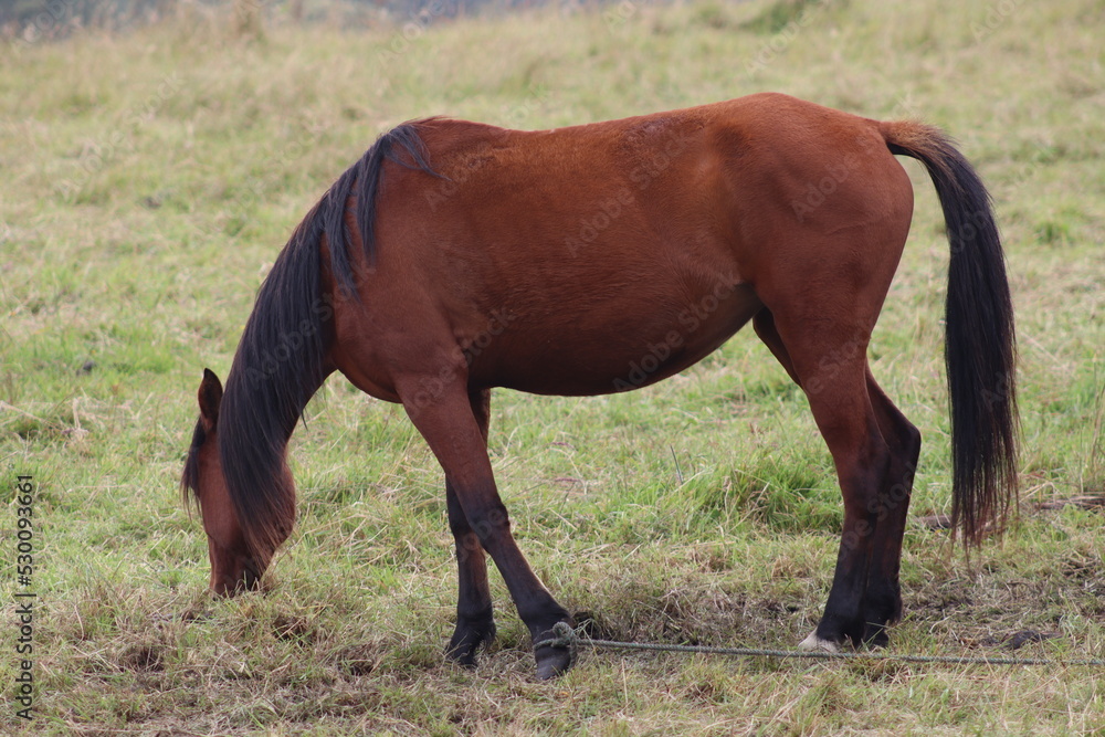 Fototapeta premium horse and foal