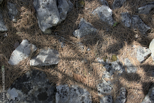 A rocky soil with pine thorns.