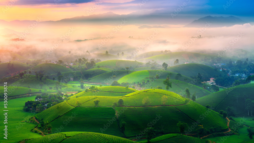 Tea plantation with morning mist at long coc mountain, green tea farm at sunrise in Vietnam.