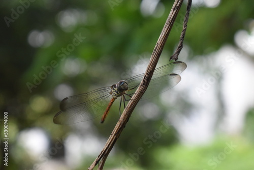 dragonfly resting on a branch