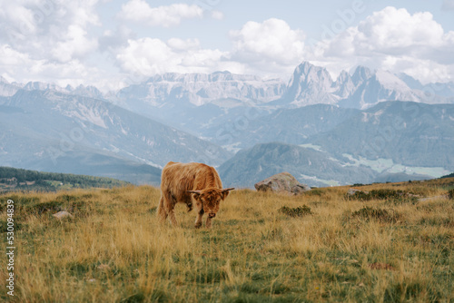 Die traditionelle schottische Highland-Kuh. Oder auch haarige Kuh in den Dolomiten auf der Villanderer Alm. 1