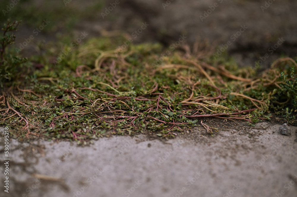 background, beauty, beginning, cling, color, detail, grass, green, grow, growth, landscape, moss, natural, sprout, symbol, tree, unusual, wall, water, wilderness, aged, backdrop, block, blocking, bric background, beauty, beginning, cling, color, detail, grass, green, grow, growth, landscape, moss, natural, sprout, symbol, tree, unusual, wall, water, wilderness, aged, backdrop, block, blocking, bric