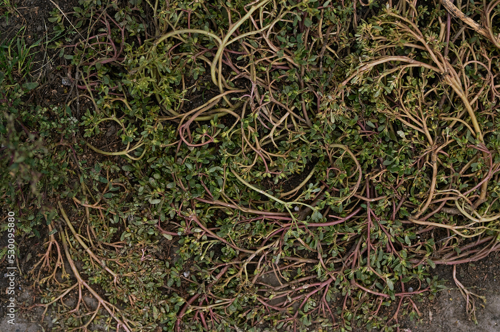 background, beauty, beginning, cling, color, detail, grass, green, grow, growth, landscape, moss, natural, sprout, symbol, tree, unusual, wall, water, wilderness, aged, backdrop, block, blocking, bric background, beauty, beginning, cling, color, detail, grass, green, grow, growth, landscape, moss, natural, sprout, symbol, tree, unusual, wall, water, wilderness, aged, backdrop, block, blocking, bric