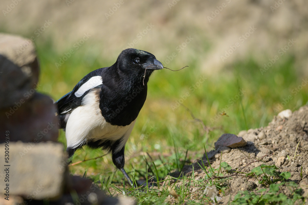 A common magpie walking and searching for nesting material in the garden A common magpie walking and searching for nesting material in the garden