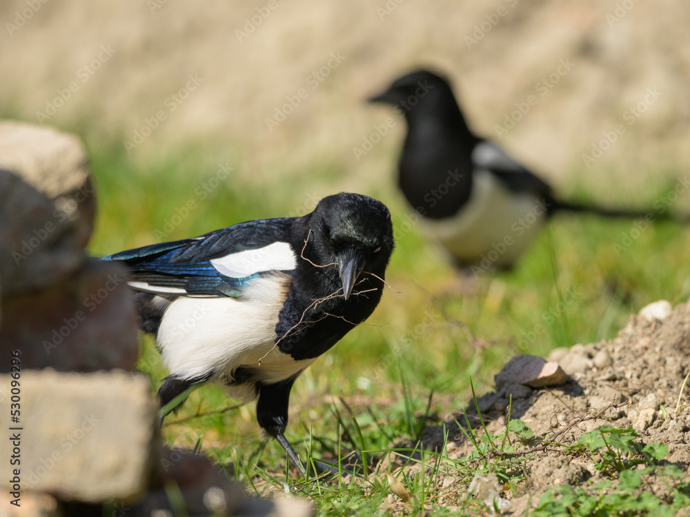 A common magpie walking and searching for nesting material in the garden A common magpie walking and searching for nesting material in the garden