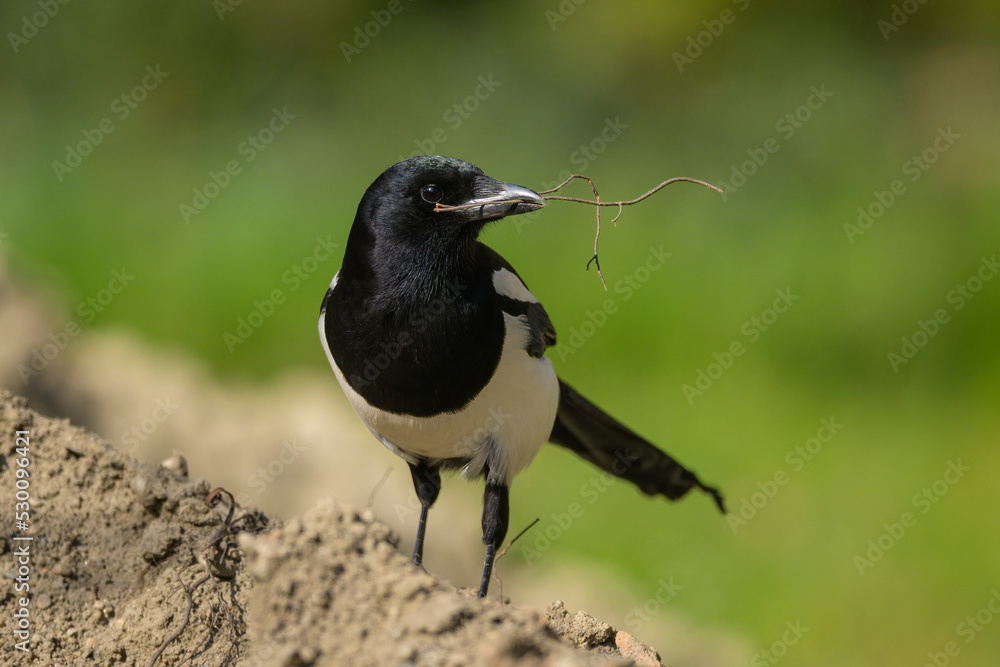 A common magpie walking and searching for nesting material in the garden A common magpie walking and searching for nesting material in the garden
