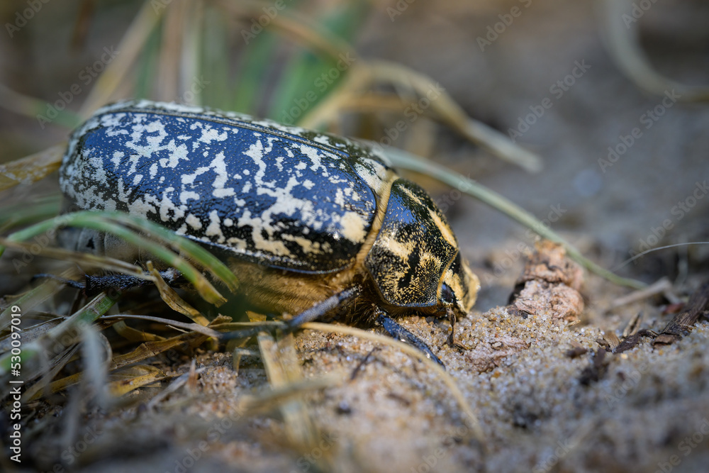 A big Scarab beetle walking on sand A big Scarab beetle walking on sand
