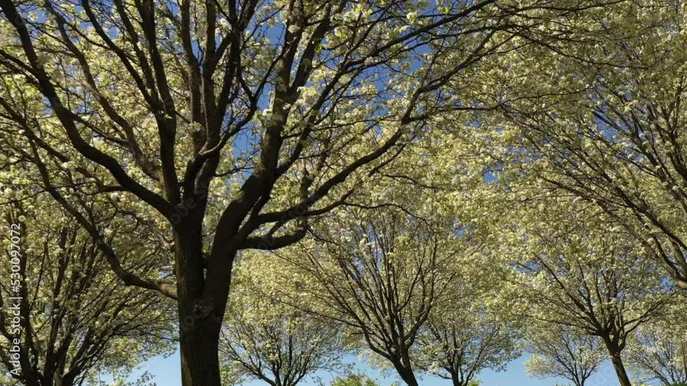Tree orchard in bloom during spring in outdoor public park with green grass Tree orchard in bloom during spring in outdoor public park with green grass
