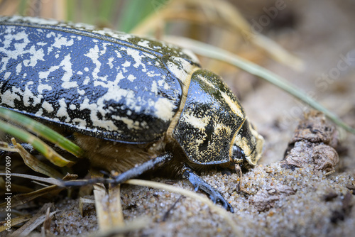 A big Scarab beetle walking on sand