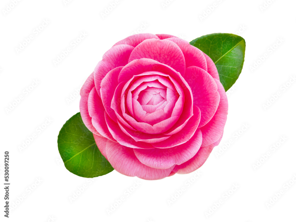Bright pink camellia rose form flower with leaves isolated transparent png Bright pink camellia rose form flower with leaves isolated transparent png