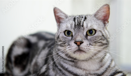 American shorthair male cat classic silver color sitting and looking with calm and relaxing, Domestic pet adorable with a beautiful pattern that is unique on blurred background. © Apisit