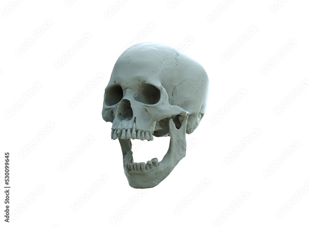 Obraz premium Human skull and wide-open mouth on white isolated background. The concept of death, horror. A symbol of spooky Halloween. 3d rendering illustration.