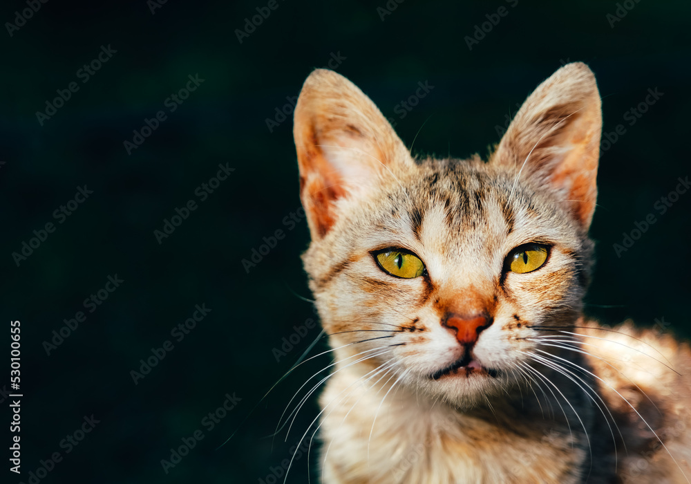Relaxed striped young cat sitting outside. Black background. Relaxed striped young cat sitting outside. Black background.