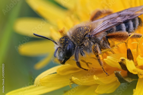 Closeup on a hairy female Banded Mining-bee, Andrena gravida , sitting in a yellow dandelion flower © Henk