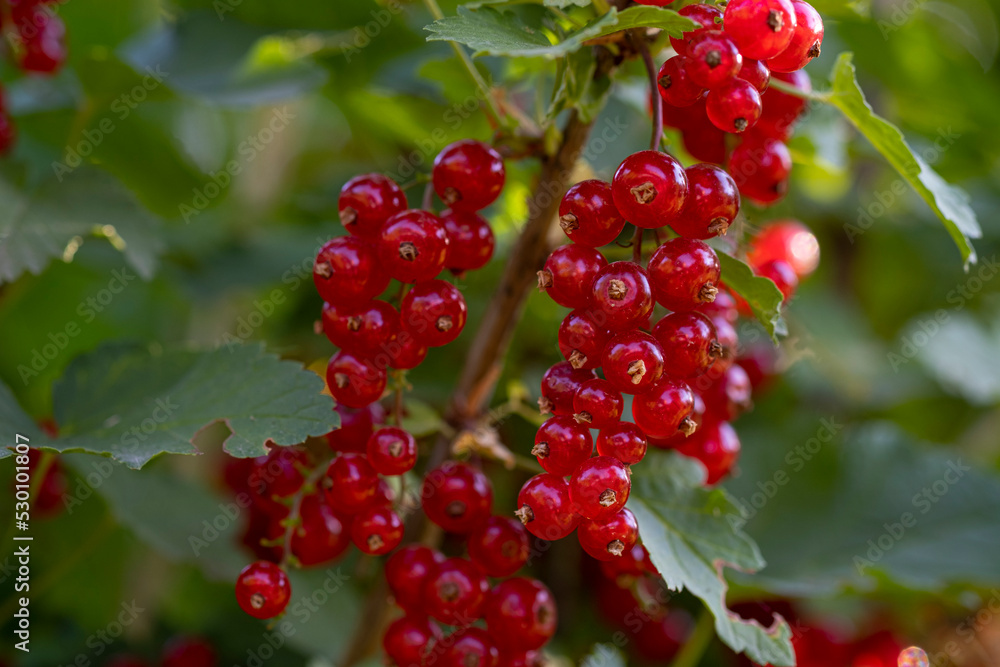 Red currant berries on the branches of a bush in the early morning. Red currant berries on the branches of a bush in the early morning.