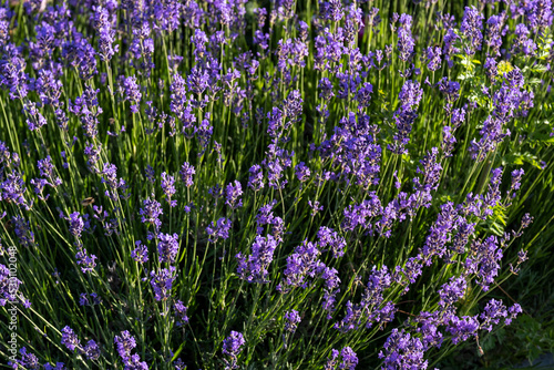 Lush lavender bush, beautiful lavender background. bottom view of lavender flowers.