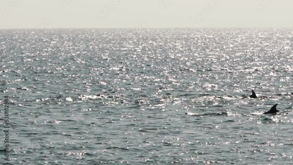Cluster Of Dolfins, East Coast, Oman, 120 fps Cluster Of Dolfins, East Coast, Oman, 120 fps