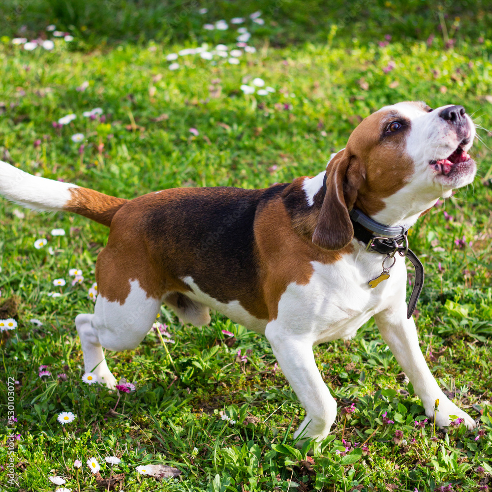 Barking beagle in summer garden. Dog with opened mouth