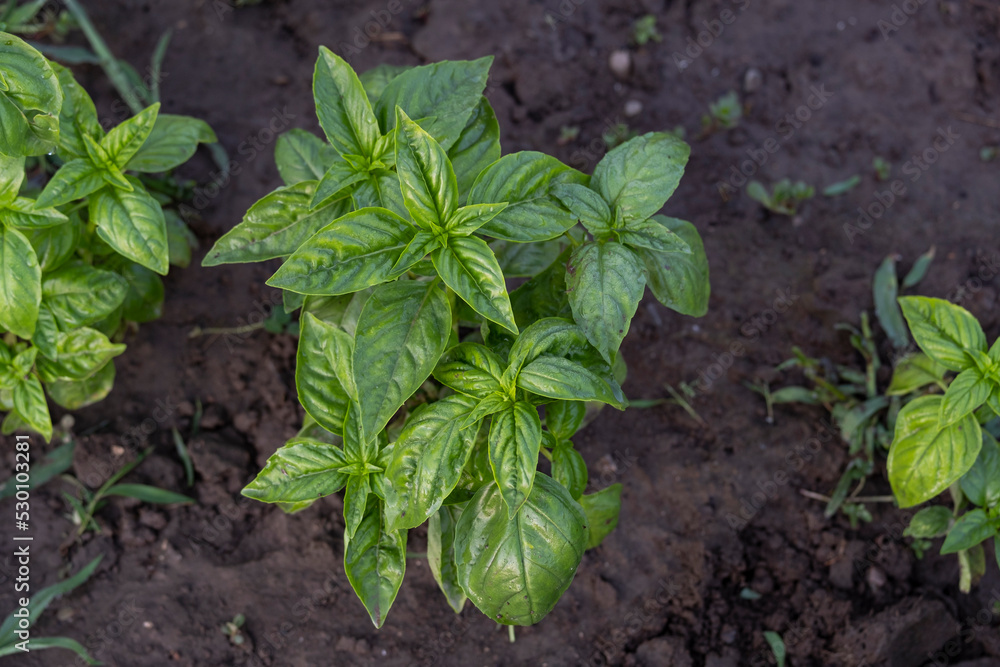 Green basil in the garden. Beautiful young basil plant. Growing spices outdoors. Green basil in the garden. Beautiful young basil plant. Growing spices outdoors.
