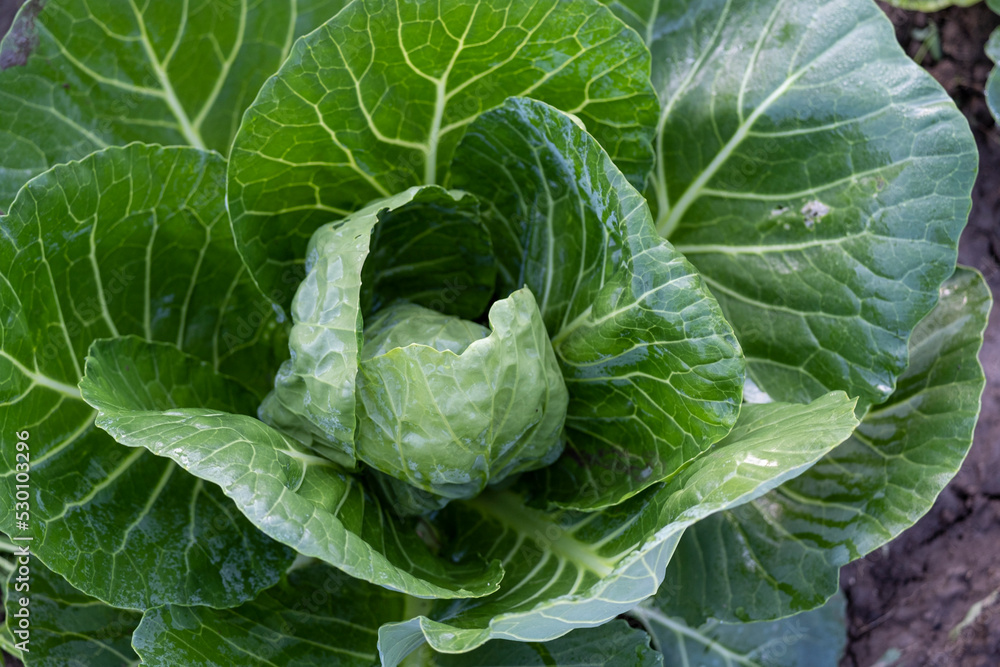 Young cabbage in a farmer's garden. Young cabbage in a farmer's garden.