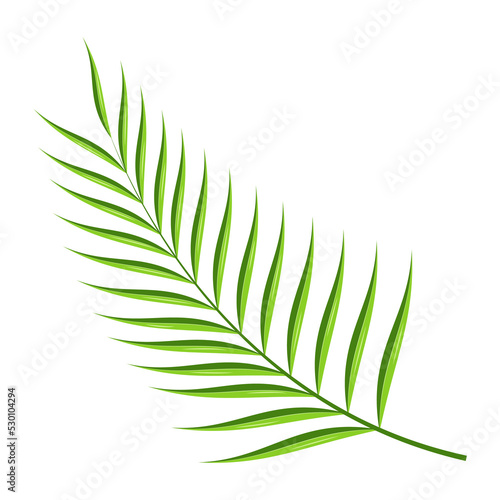 Palm leaf  tropical plant  element for design and decoration