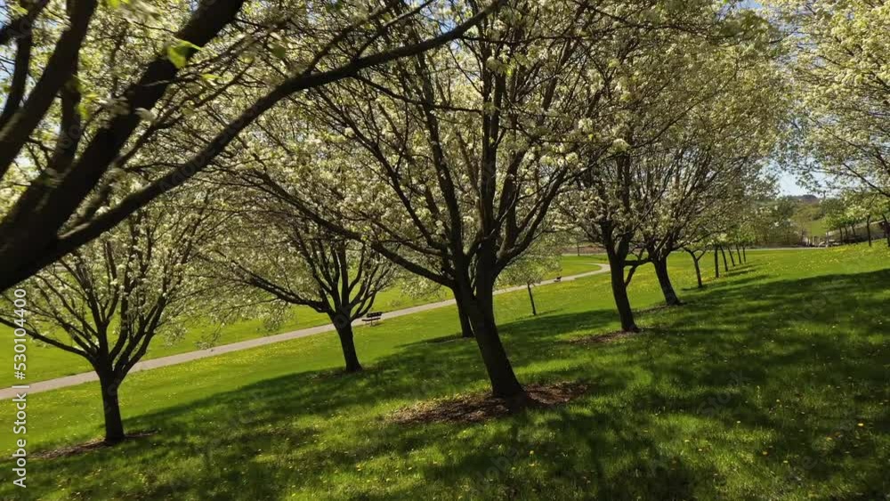 Tree orchard in bloom during spring in outdoor public park with green grass Tree orchard in bloom during spring in outdoor public park with green grass
