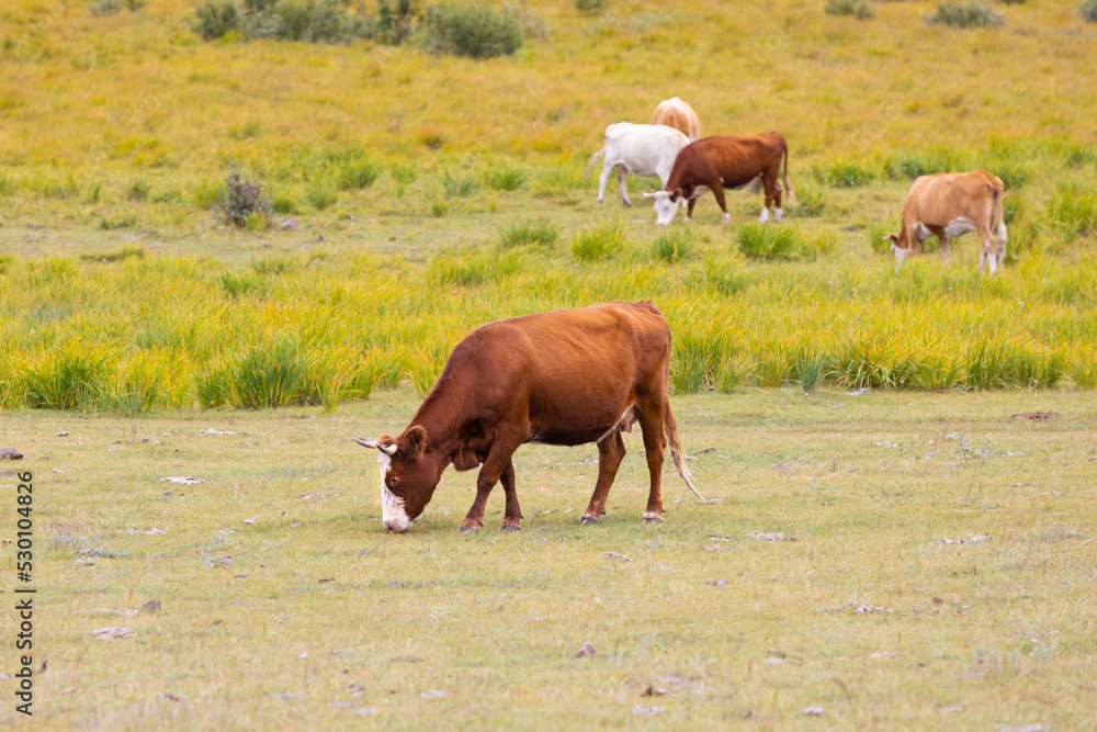 Brown cow grazing in the autumn prairie. Cattle in green pasture. Blurred background Brown cow grazing in the autumn prairie. Cattle in green pasture. Blurred background