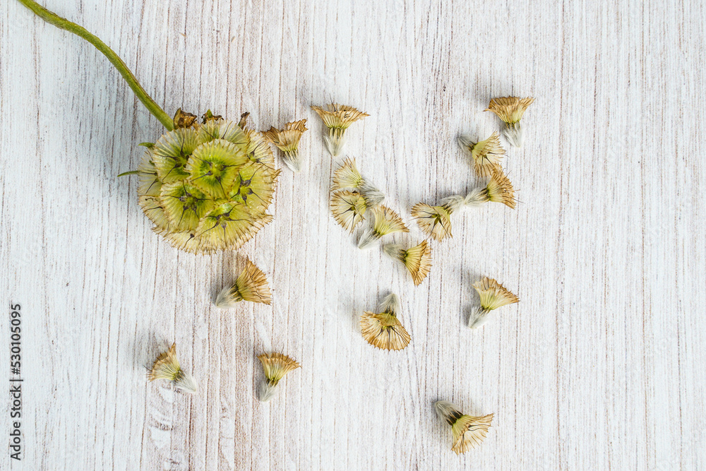 Starflower seedpod and many seeds. Light wood background. Starflower seedpod and many seeds. Light wood background.
