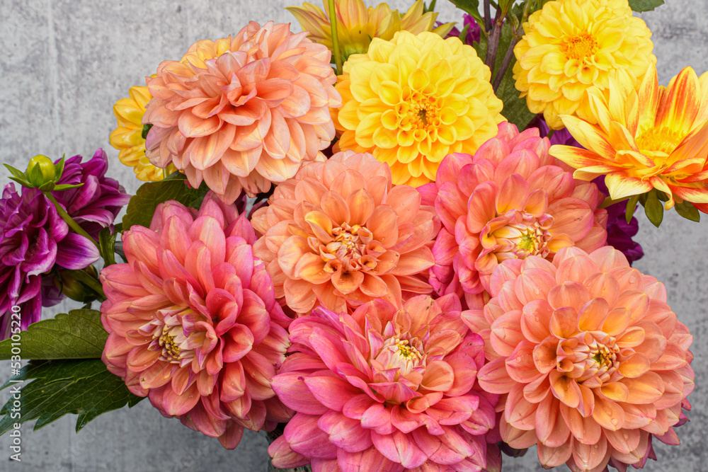Many colorful dahlia flowers placed in a blue and brown ceramic container. Gray background, dark wood table. Many colorful dahlia flowers placed in a blue and brown ceramic container. Gray background, dark wood table.