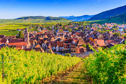 Riquewihr, France. Vineyards near the historic village. The Alsace Wine Route.