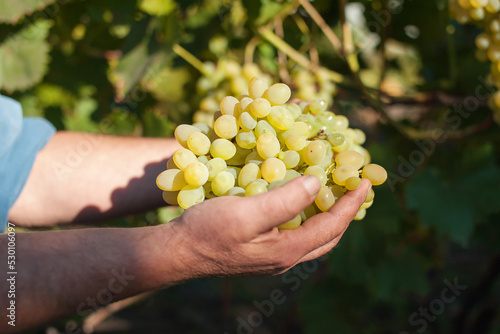 A man holds a bunch of ripe yellow grapes in the background of a vineyard close-up. Harvesting grapes