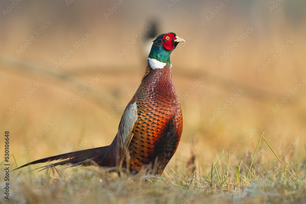 Naklejka premium Common pheasant (Phasianus colchius) Ring-necked pheasant in natural habitat, blue background, grassland