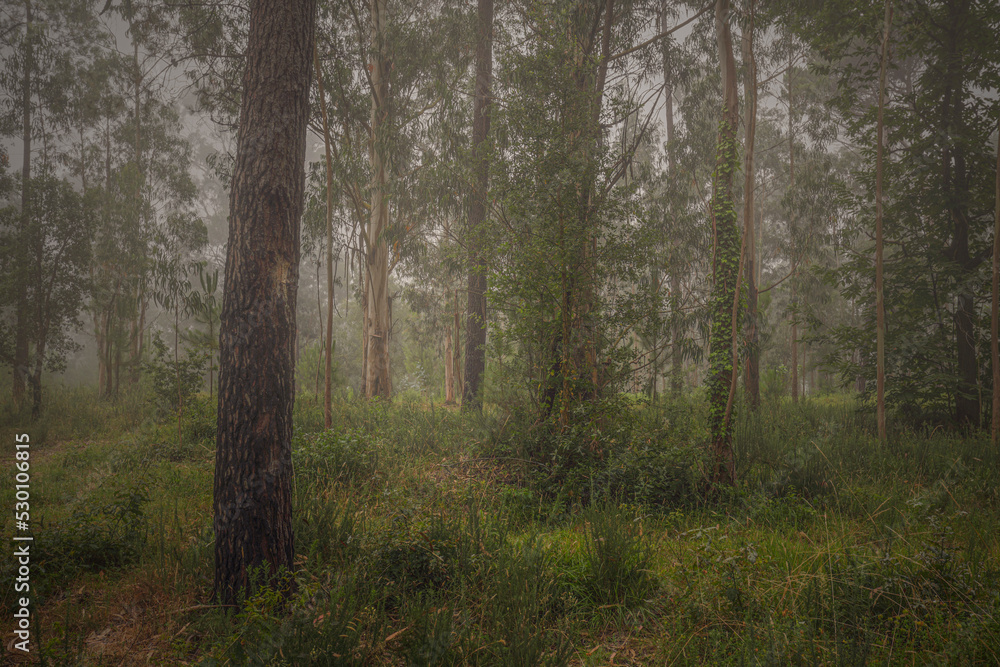 Obraz premium Beautiful foggy woods