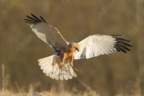 Birds of prey - Marsh Harrier male Circus aeruginosus hunting time flying bird