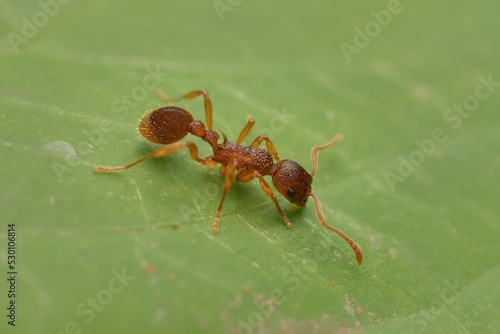 ant Myrmica rubra on a leaf