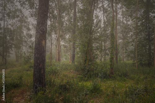 Beautiful foggy woods