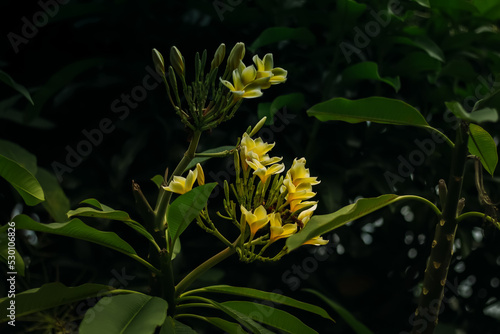 Frangipani  frangipani or semboja is a group of plants in the genus Plumeria. The new yellow frangipani flowers will bloom.