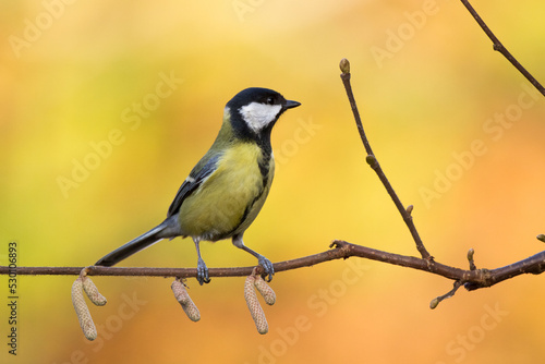 Colorful great tit ( Parus major ) perched on a tree trunk, photographed in horizontal, amazing background