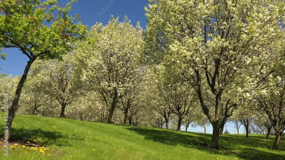 Tree orchard in bloom during spring in outdoor public park with green grass Tree orchard in bloom during spring in outdoor public park with green grass