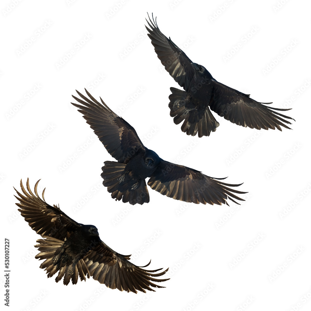 Obraz premium Birds flying ravens isolated on white background Corvus corax. Halloween - mix three birds