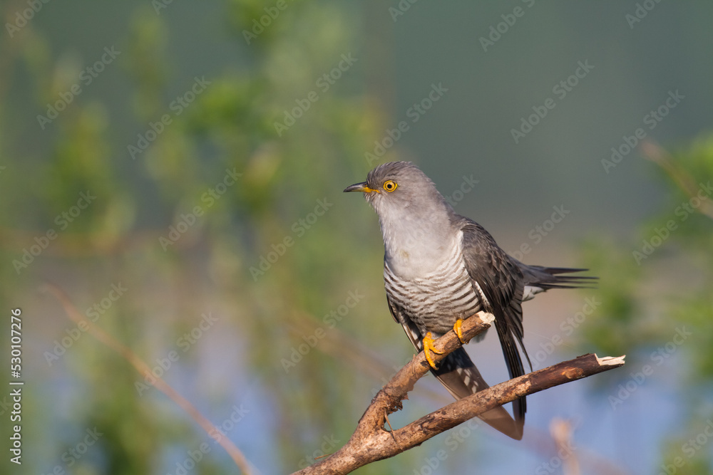 Cuckoo, Cuculus canorus, single bird - male on green background Cuckoo, Cuculus canorus, single bird - male on green background