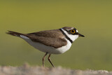 Bird Charadrius dubius, Little Ringed Plover on green background