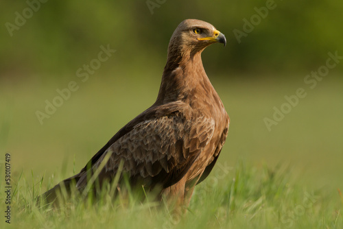 Birds of prey - Lesser Spotted Eagle   Aquila pomarina 
