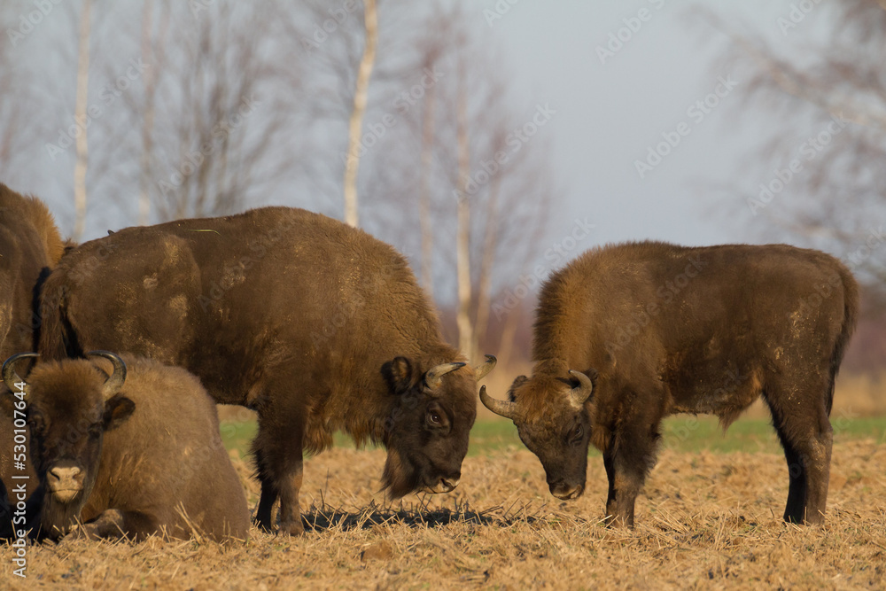 Mammals European bison Bison bonasus in winter time Knyszyn Forest Poland Europe Mammals European bison Bison bonasus in winter time Knyszyn Forest Poland Europe