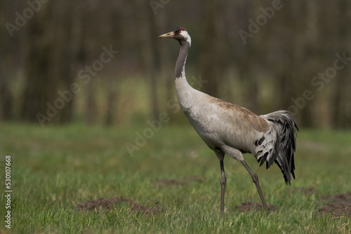 Wild common crane  grus grus  walking on hay field in spring nature. Large feathered bird landing on meadow from side view. Animal wildlife in wilderness.