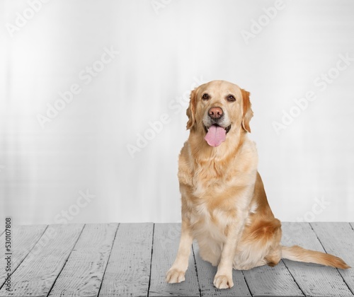 Happy young dog, posing on room background