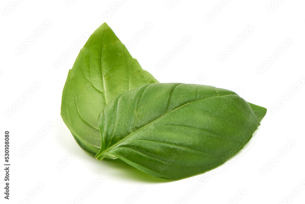 Fresh basil leaf isolated on white background, close up. Basil herb. Fresh basil leaf isolated on white background, close up. Basil herb.